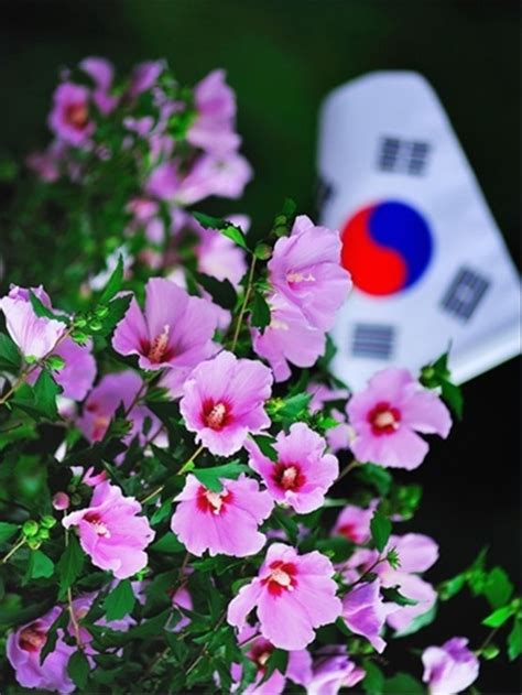 traditional korean flowers.